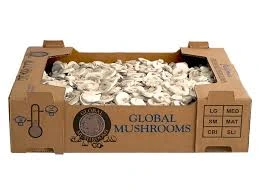 Professional Custom Mushroom Boxes for Growing Businesses